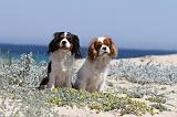 CAVALIER KING CHARLES 101